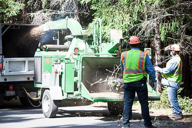 How Our Tree Care Process Works  in  Armona, CA